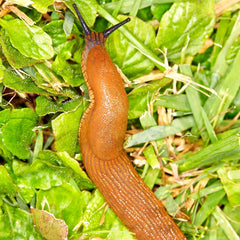 Moluscocide Pentru melci cu si fara cochilie, limacsi AGROSAN B150 g