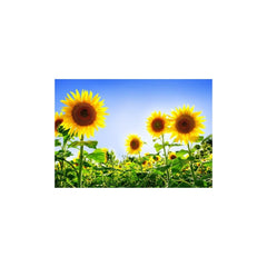 Pachet erbicidare floarea soarelui Fluence Pack, 5 HA