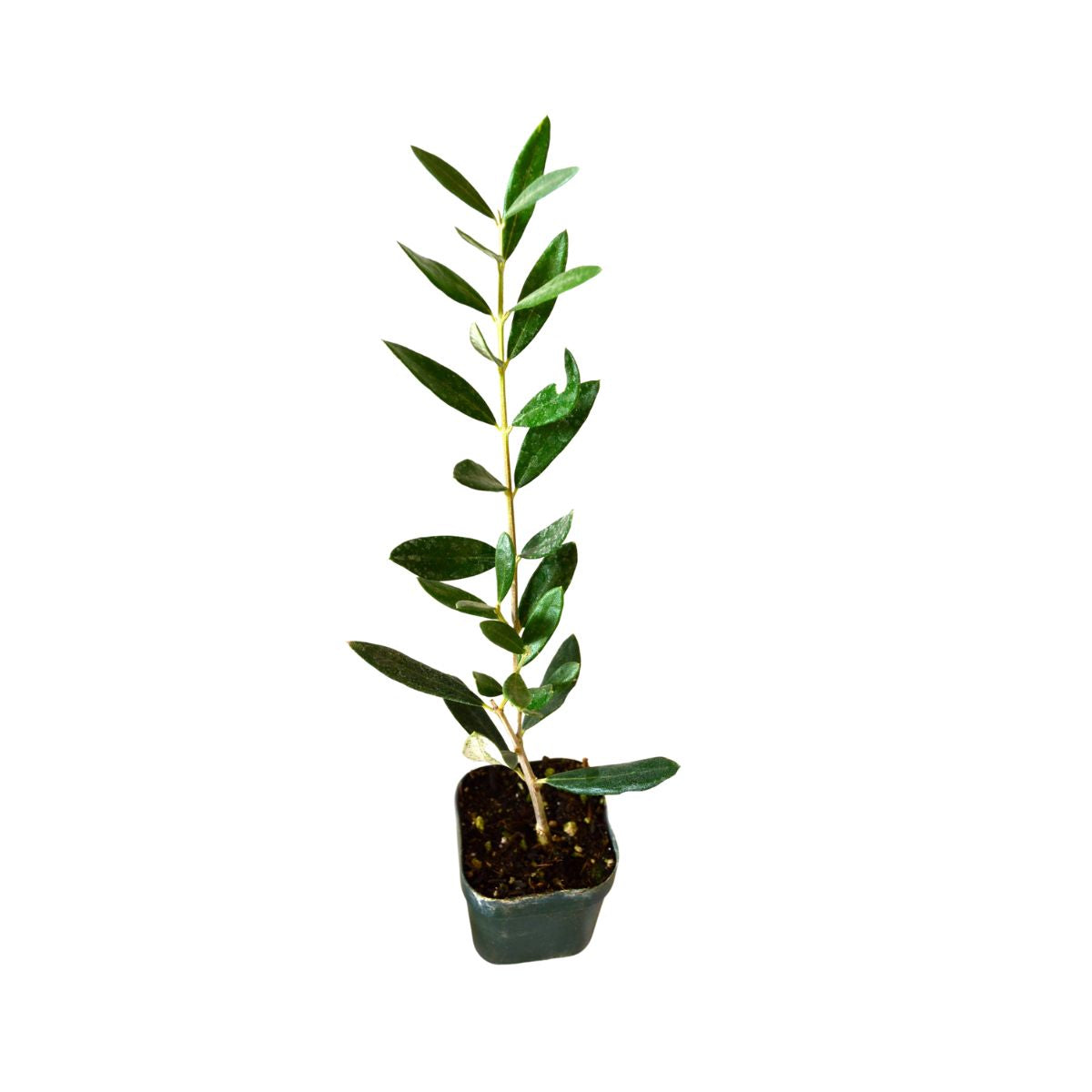 Planta Maslin Comun, 40 cm, 1, hectarul.ro