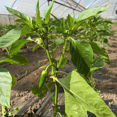 Seminte de ardei Kapia BALCANICA F1, Rijk Zwaan, 100 SEMINTE