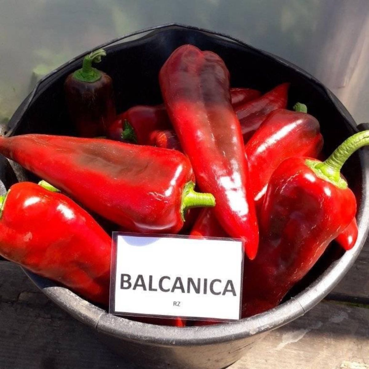 Seminte de ardei Kapia BALCANICA F1, Rijk Zwaan, 100 SEMINTE, 1, hectarul.ro