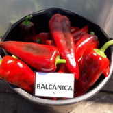 Hectarul - Seminte de ardei Kapia BALCANICA F1, Rijk Zwaan, 100 SEMINTE