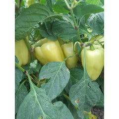 Seminte Ardei Blocky IPON F1 ZKI 100 SEM