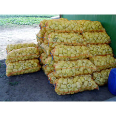 Seminte Ardei Blocky IPON F1 ZKI 100 SEM