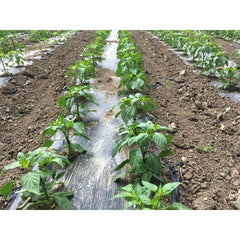 Seminte Ardei gogosar Traian F1 HEKTAR 20 sem