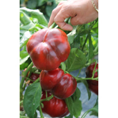 Seminte Ardei gogosar Traian F1 HEKTAR 500 sem