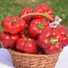 Seminte Ardei gogosar BIHAR F1 ZKI 500 SEM