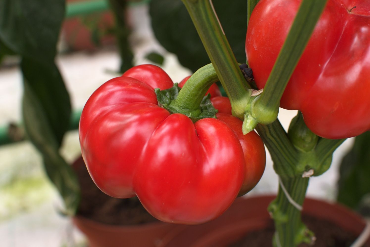 Seminte Ardei gogosar Tiberius F1 - 500 sem, HEKTAR SEEDS, 1, hectarul.ro