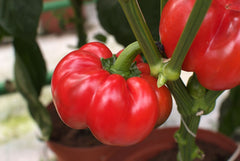 Seminte Ardei gogosar Tiberius F1 - 500 sem, HEKTAR SEEDS