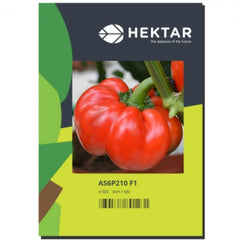 Seminte Ardei gogosar Tiberius F1 HEKTAR 100 sem