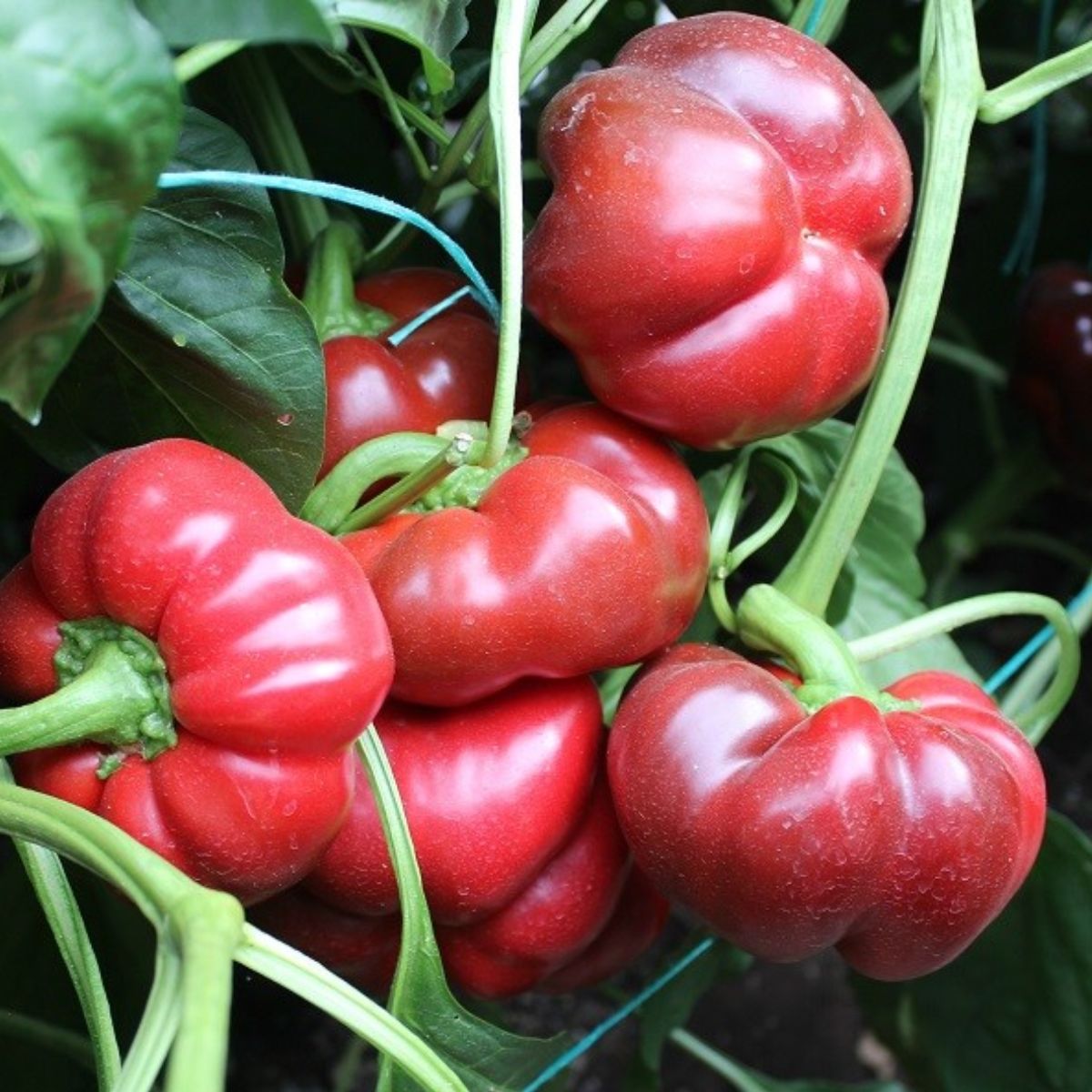 Seminte Ardei gogosar TRAIAN F1 Agrosel 20 SEM, 1, hectarul.ro