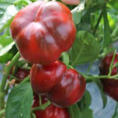 Seminte Ardei gogosar TRAIAN F1 Agrosel 20 SEM