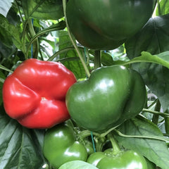 Seminte Ardei gogosar TRAIAN F1 Agrosel 20 SEM