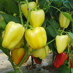 Seminte Ardei gras BARBIE F1 Syngenta 500 SEM