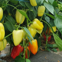 Seminte Ardei gras BARBIE F1 Syngenta 500 SEM