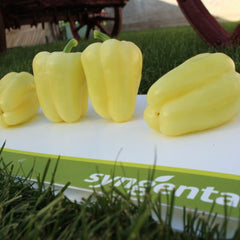 Seminte Ardei gras BARBIE F1 Syngenta 500 SEM