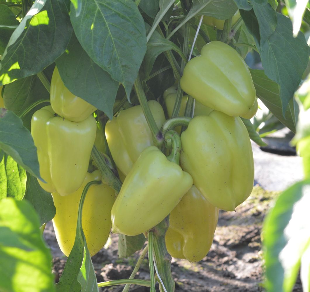 Seminte Ardei gras Daciana F1 - 50 sem, HEKTAR SEEDS, 1, hectarul.ro