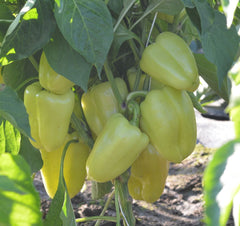 Seminte Ardei gras Daciana F1 - 50 sem, HEKTAR SEEDS