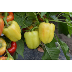 Seminte Ardei gras Daciana F1 HEKTAR 100 sem