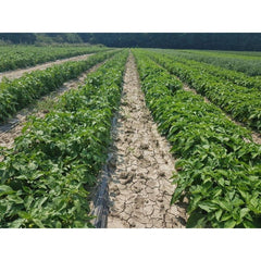 Seminte Ardei gras Daciana F1 HEKTAR 500 sem