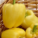 Hectarul - Seminte Ardei gras HILDI Agrosel 2000SEM