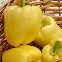 Seminte Ardei gras HILDI Agrosel 2000SEM