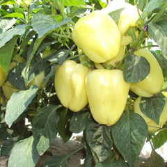 Seminte Ardei gras HILDI Agrosel 2000SEM