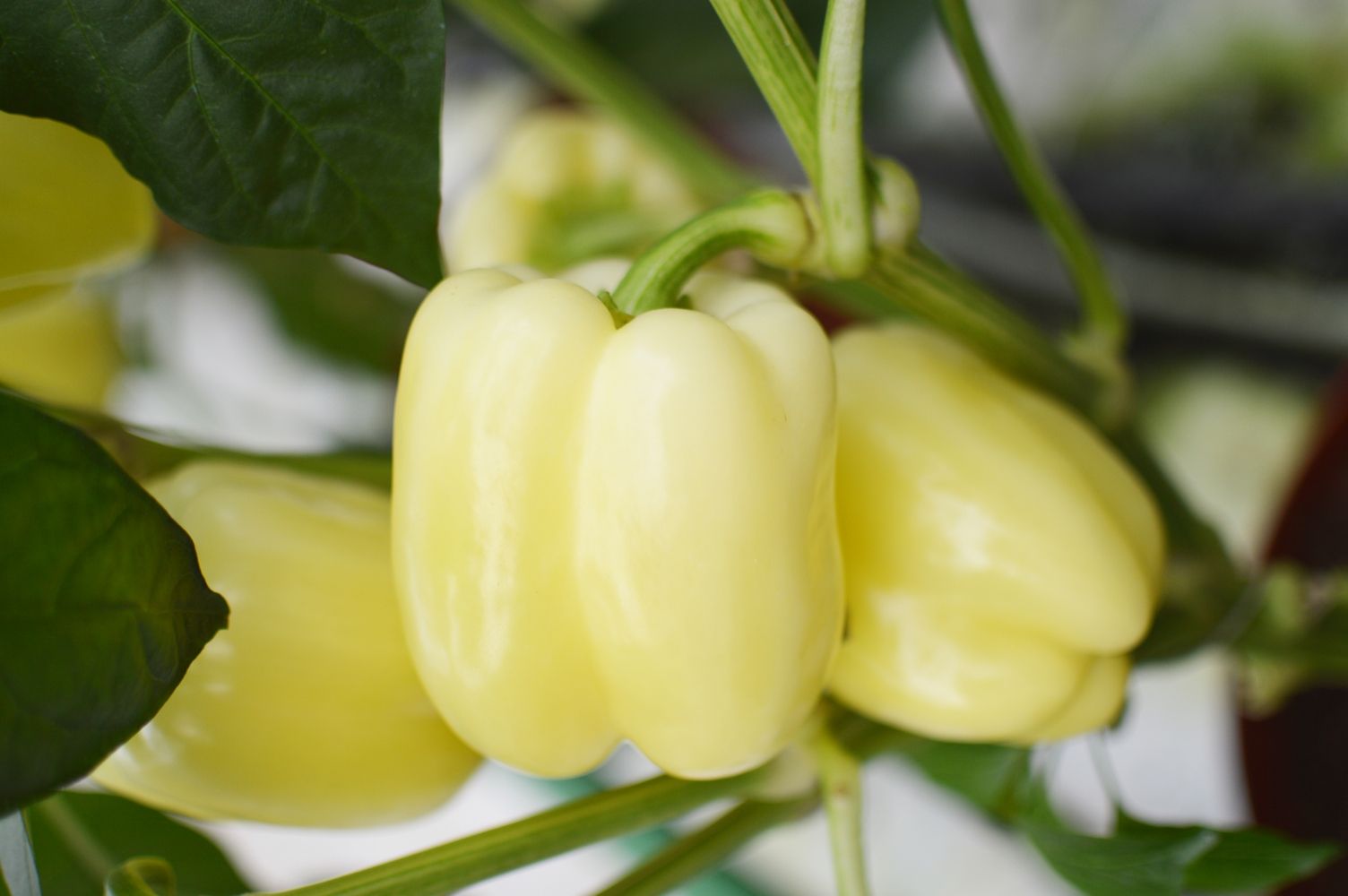 Seminte Ardei gras Romulus F1 - 500 sem, HEKTAR SEEDS, 1, hectarul.ro