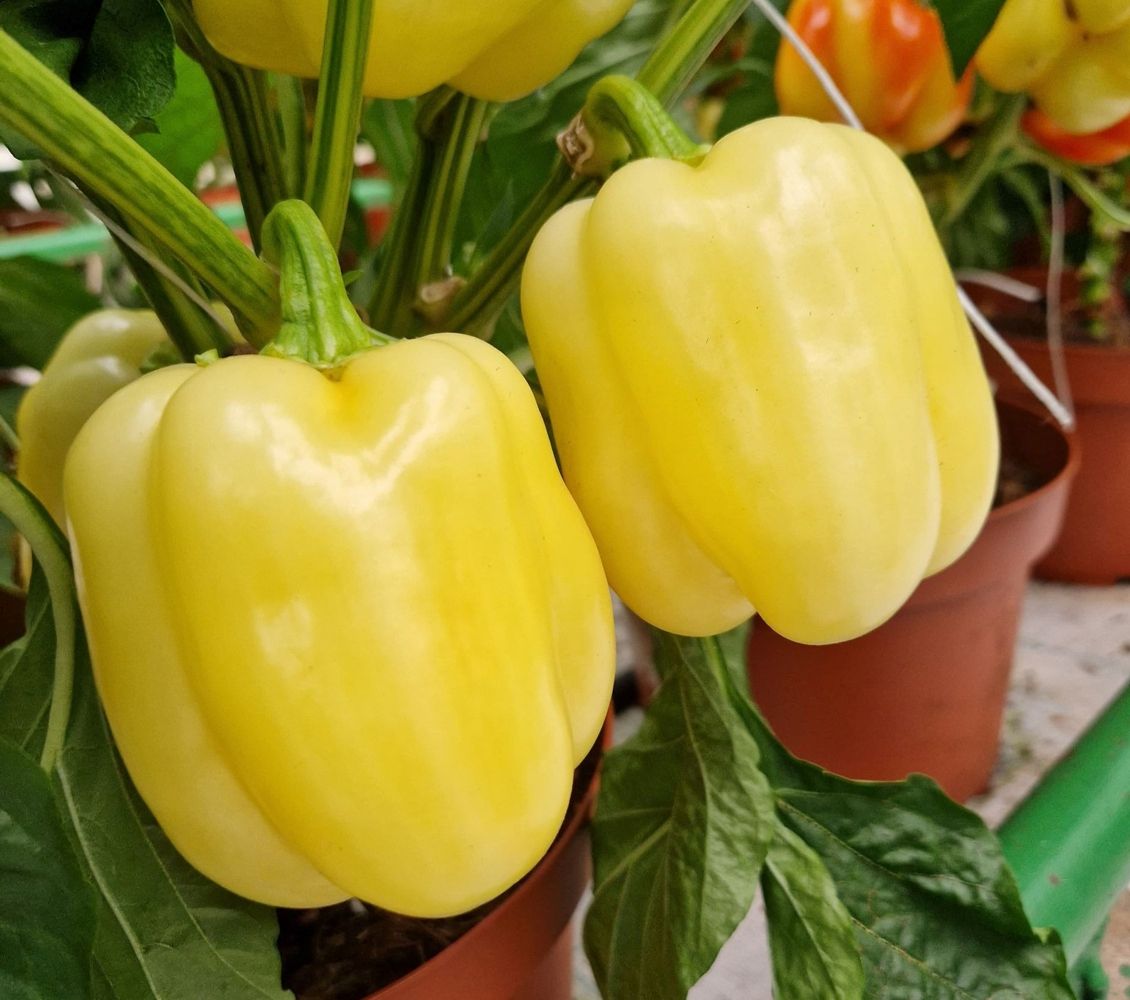 Seminte Ardei gras Turda F1 F1 - 100 sem, HEKTAR SEEDS, 1, hectarul.ro