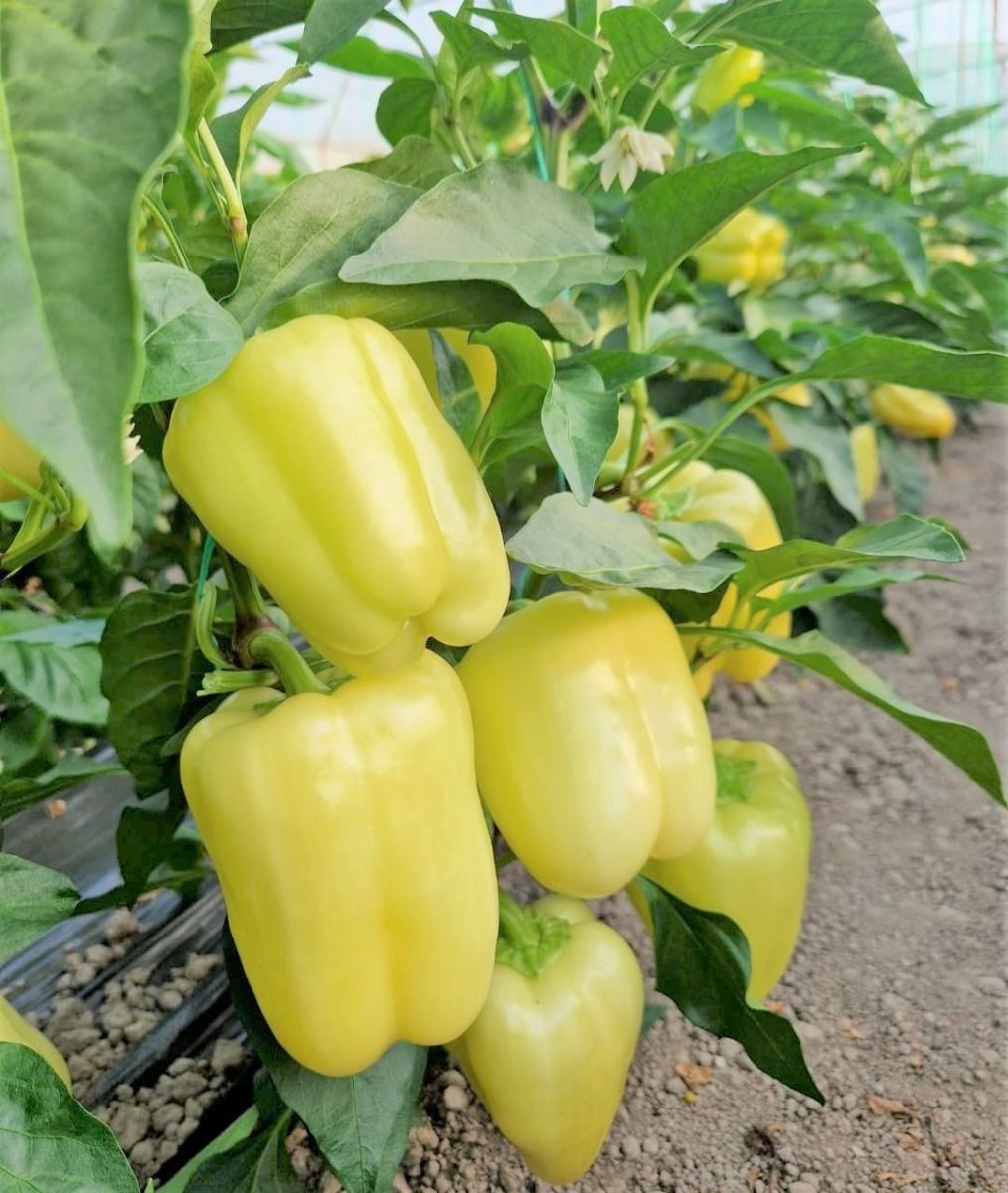 Seminte Ardei gras Valahia F1 - 50 sem, HEKTAR SEEDS, 1, hectarul.ro