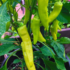 Seminte ardei iute Severus F1, 100 seminte, Hektar