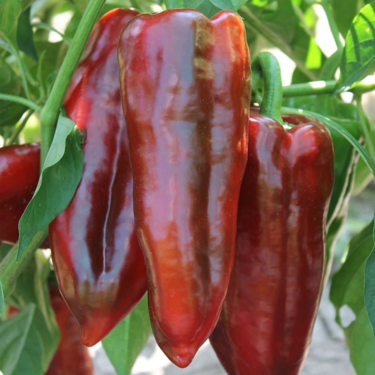 Seminte Ardei Kapia ALEXANDRU Agrosel 2000SEM, 1, hectarul.ro