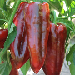 Seminte Ardei Kapia ALEXANDRU Agrosel 2000SEM