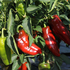 Seminte Ardei Kapia ALEXANDRU Agrosel 2000SEM