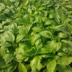 Seminte Ardei Kapia ALEXANDRU Agrosel 2000SEM