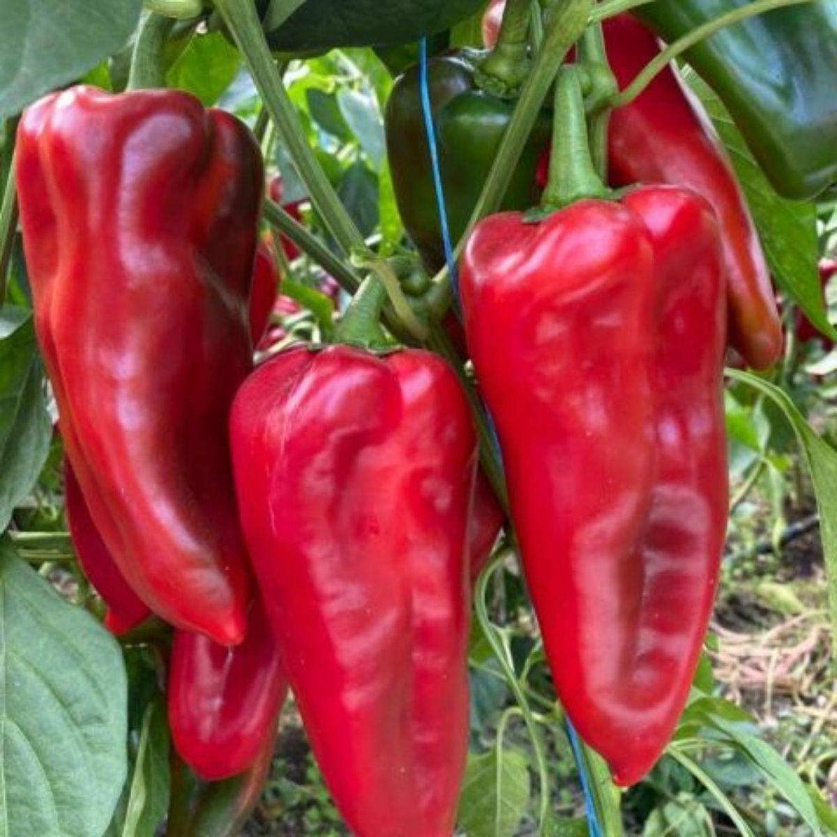 Seminte Ardei Kapia PICIOR DE ELEFANT (SLONOVO NOGA) Superior 10 GR, 1, hectarul.ro