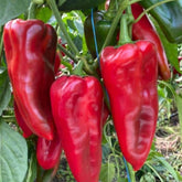 Hectarul - Seminte Ardei Kapia PICIOR DE ELEFANT (SLONOVO NOGA) Superior 10 GR