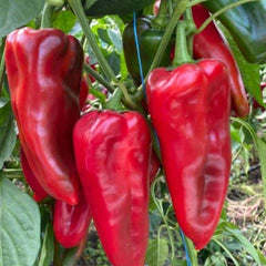 Seminte Ardei Kapia PICIOR DE ELEFANT (SLONOVO NOGA) Superior 10 GR