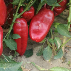 Seminte Ardei Kapia PICIOR DE ELEFANT (SLONOVO NOGA) Superior 10 GR