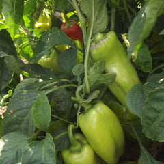 Seminte Ardei Kapia URECHE DE ELEFANT ALBa�(BELO UVO) Superior 10G