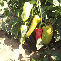 Seminte Ardei Kapia URECHE DE ELEFANT ALBa�(BELO UVO) Superior 10G