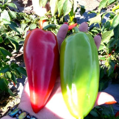 Seminte Ardei Kapia URECHE DE ELEFANT ALBa�(BELO UVO) Superior 10G