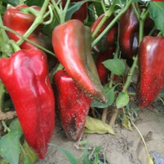 Seminte Ardei Kapia URECHE DE ELEFANT (SLONOVO UVO) Superior 10 G