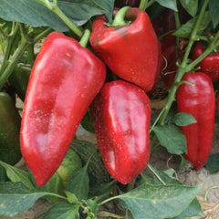 Seminte Ardei Kapia URECHE DE ELEFANT (SLONOVO UVO) Superior 10 G