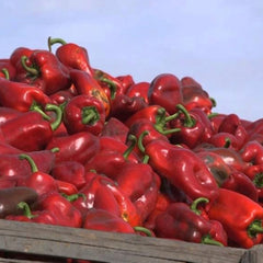 Seminte Ardei Kapia URECHE DE ELEFANT (SLONOVO UVO) Superior 10 G