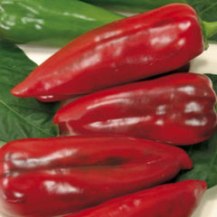 Seminte Ardei kapya F MAX Pop Vriend 100 g