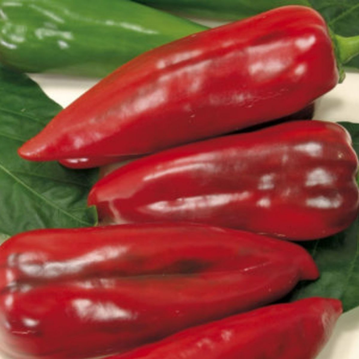 Seminte Ardei kapya F MAX Pop Vriend 500 g, 1, hectarul.ro