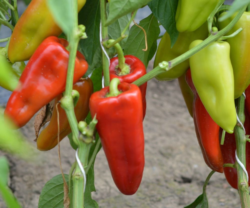 Seminte Ardei lung Apulum F1 - 500 sem, HEKTAR SEEDS, 1, hectarul.ro