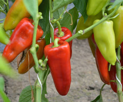 Seminte Ardei lung Apulum F1 - 500 sem, HEKTAR SEEDS