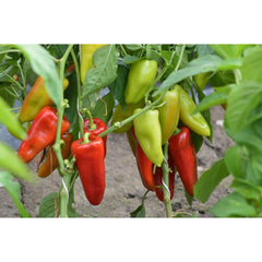 Seminte Ardei lung Apulum F1 HEKTAR 100 sem